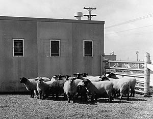 Sheep outside an NADC barn in 1965