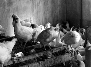 Chickens in an NADC barn in 1965. Studies were conducted on fowl cholera, infectious bronchitis, and salmonellosis.