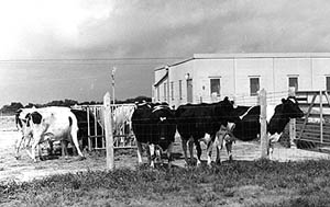 Cattle outside an NADC barn in 1965