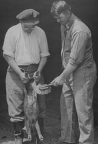 Preparing to vaccinate a pig against hog cholera 