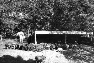 Feeding hogs at the Hog Cholera Research Station