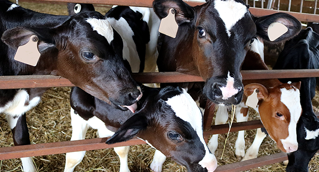 Bovine respiratory disease complex (BRDC) is considered the costliest disease facing cattle producers today, with estimated costs exceeding $1 billion annually. Recent National Animal Health Monitoring System surveys confirm that respiratory disease continues as the leading cause of morbidity and mortality in U.S. feedlots and the most common cause of weaned dairy heifer mortality.