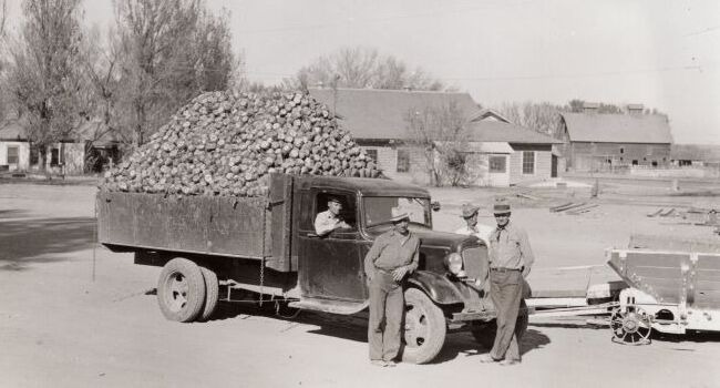 1920's Truck with Sugarbeets