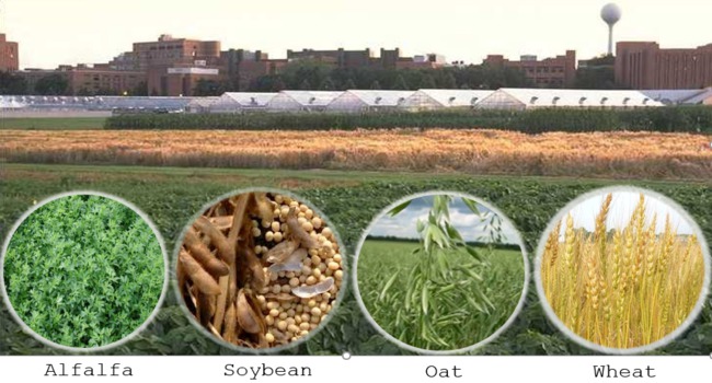 This image shows the greenhouses on the U of M campus, and four of the crops the Unit studies: alfalfa, soybean, oat, and wheat.