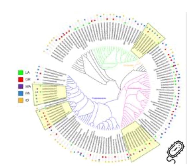 Base edit A->G in Bert results in yellow mutant phenotype