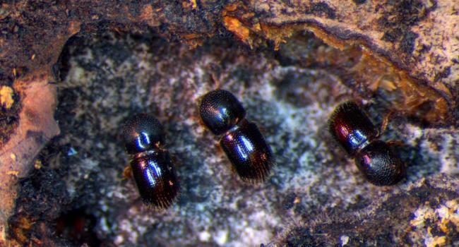 Ambrosia beetles tending to their fungus garden