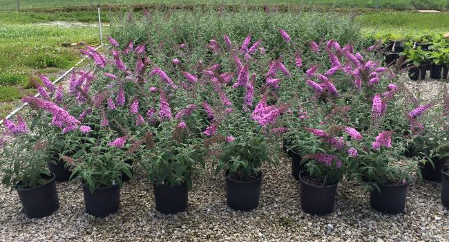 A group of pink butterfly bush growing in containers.