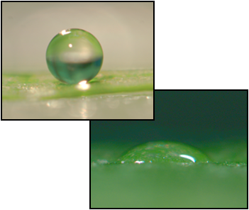 droplet on waxy leaf
