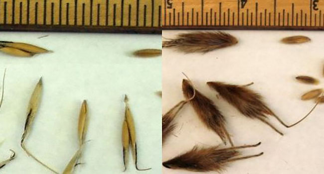 images of wild oats from Africa, Avena abyssinica on the left  and Avena magna on the right