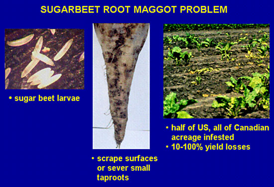 Sugar beet maggot problem