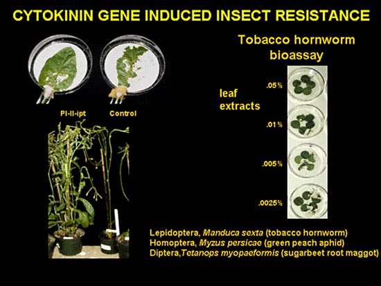 CYTOKININ GENE INDUCED INSECT RESISTANCE