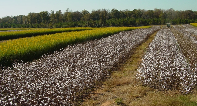 Cotton plots.