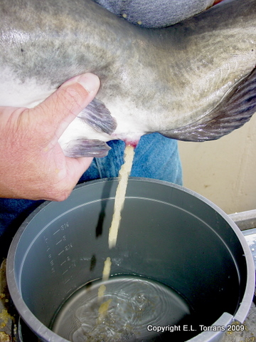 Eggs being hand-stripped