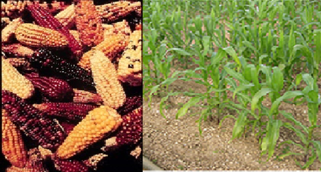Maize Research