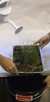 Image of pan of soil being watered with sprikler can