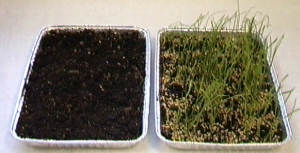 Two pans of soil