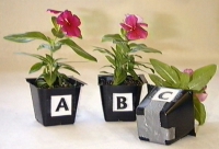 image of experiment setup with flowers A,B, and C