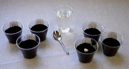 image of cups labeled and filled as experiment states