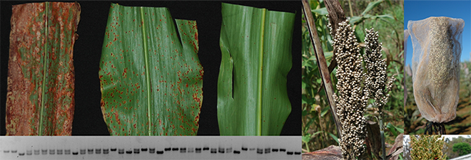 Evaluation of US sorghum collection