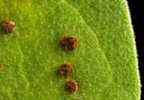 Photo by Peggy Greb, ARS: Bean leaf showing pustules of the bean rust fungus (ARS Photo Gallery Image Number D508-1)