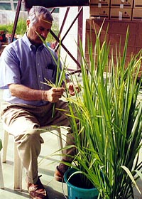 Dr. Gurdev Khush with Rice Plant