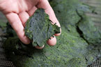 Air-dried algae from an algal turf scrubber, photo by Edwin Remsburg