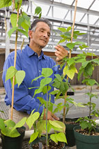 Plant pathologist Talo Pastor-Corrales examines a bean cultivar, photo by Peggy Greb