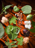 Cotton Leaves, Bolls, and Seeds, photo by Peggy Greb