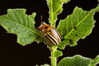 Colorado Potato Beetle, photo by Peggy Greb