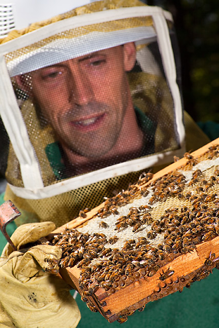 Comb of Honey Bees, photo by Stephen Ausmus