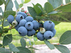Sweetheart Blueberries, photo by Mark Ehlenfeldt 