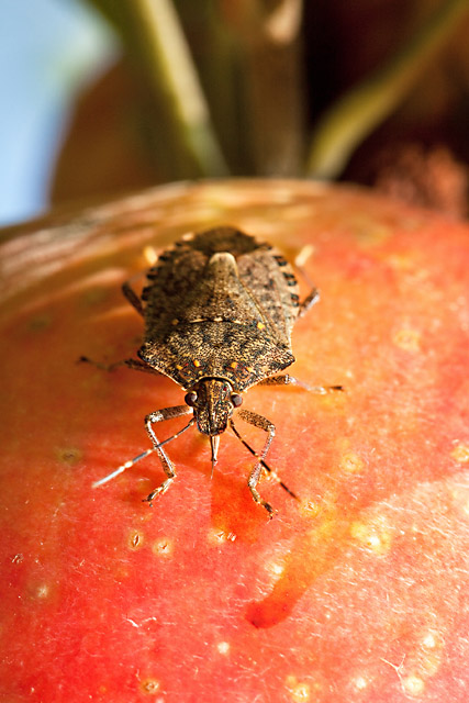 Brown Marmorated Stink Bug, photo by Stephen Ausmus