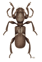 Bark Beetle, Illustration by Taina Litwak