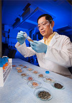 Chemist Pei Chen prepares extracts, photo by Peggy Greb