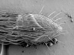  Sensory hairs, yellowfever mossquito, photo by Joseph Dickens and Gary Bauchan