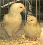 Chicks, photo by Jim Plaskowitz
