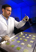 Microbiologist sprays a bacteriophage mixture on fresh-cut iceberg lettuce, Photo by Peggy Greb