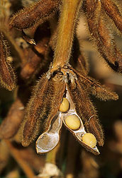 Soybean pods, Photo by Scott Bauer