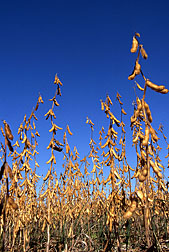 Soybean Plants, photo by Scott Bauer