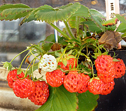 Female Strawberry Plants, photo by Tia-Lynn Ashman