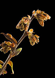 Blueberry flowers damaged during a freeze-tolerance study, Photo by Peggy Greb
