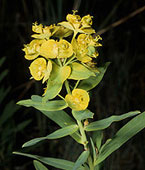 Blossoms of leafy spurge, photo by ARS Information Staff