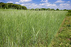 Rye cover crop, photo by Stephen Ausmus ARS Information Staff