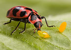 Spotted Pink Lady Beetles, photo by Peggy Greb
