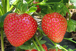 Strawberries, Photo by Kimberly Lewers