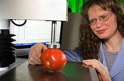 Measuring tomato firmness, Photo by Peggy Greb