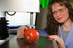 measuring tomato firmness, Photo by Peggy Greb