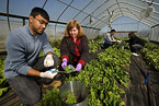 High-tunnel production system, scientists harvest spinach leaves, Photo by Stephen Ausmus