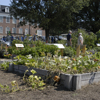 Student Discovery Garden on opening day