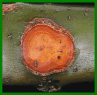 Photo: Coin Canker of Ash